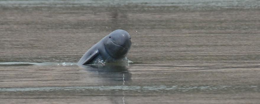 dolphin-_kratie1(1).jpg